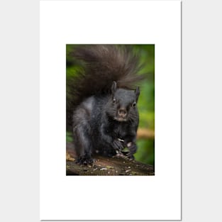 Eastern Grey Squirrel Posters and Art